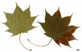 SpeciesSub: subsp. okamotoanum SpeciesSub: subsp. okamotoanum